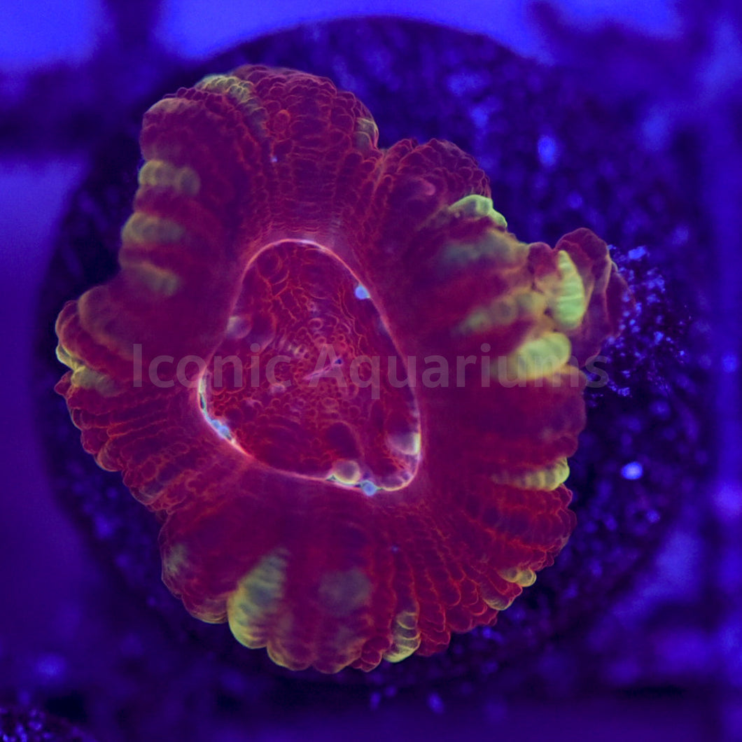 Crimson Acan Lord