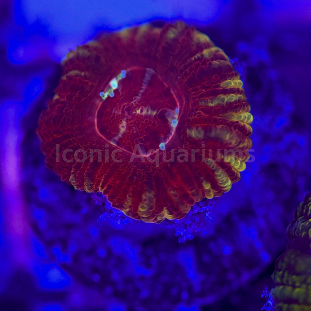 Crimson Acan Lord